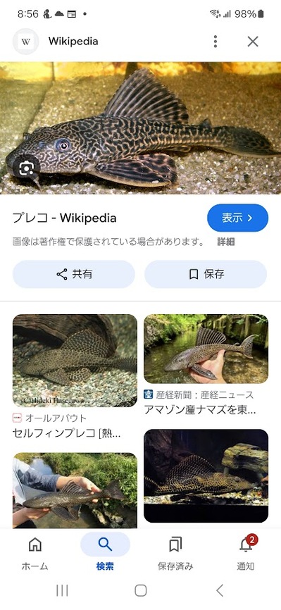 プレコ.jpg