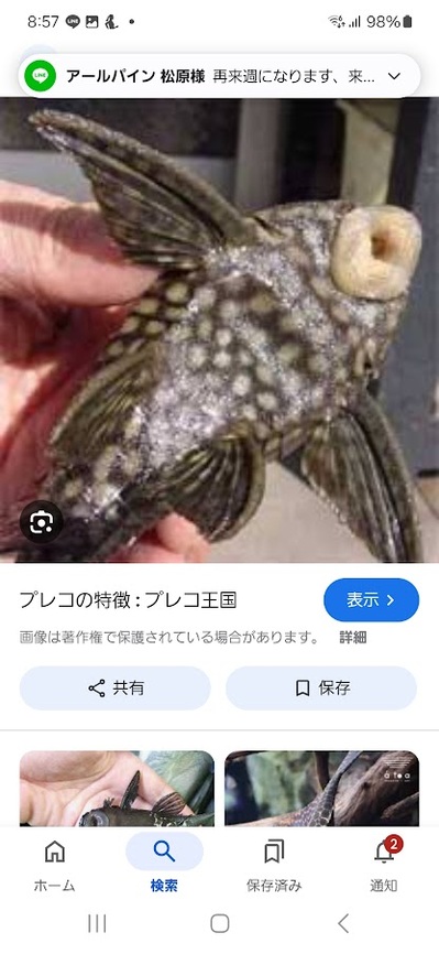 プレコ口.jpg