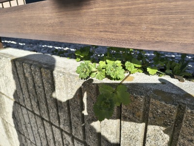 雑草.jpg