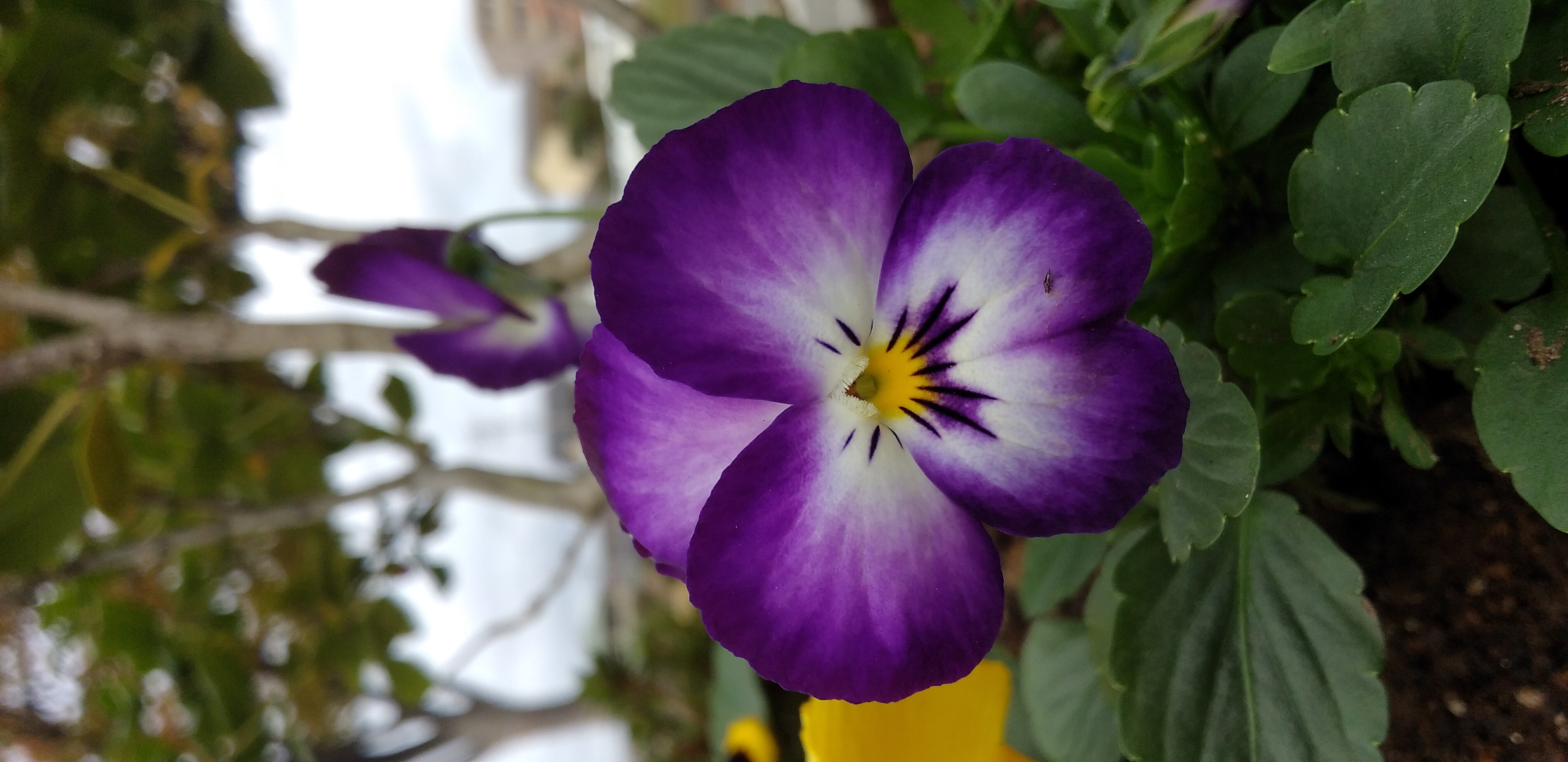 https://www.smile0136.com/blog_results/%E3%83%91%E3%83%B3%E3%82%B8%E3%83%BC%E3%81%A8%E3%81%B1%E3%82%93%E3%81%98%E3%83%BC.jpg