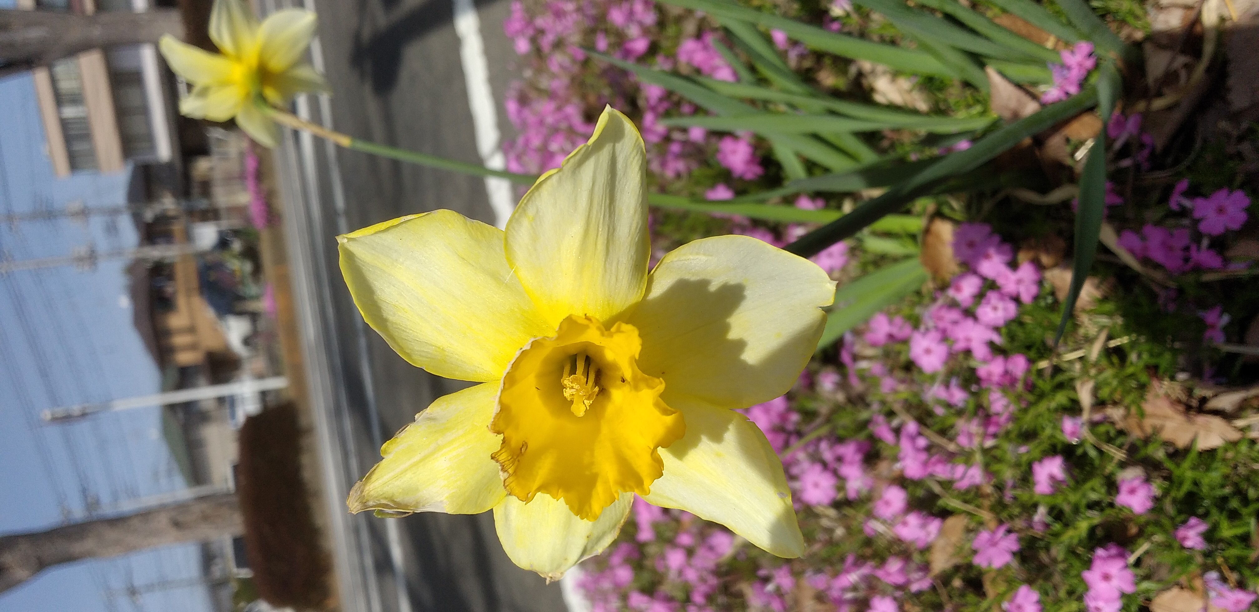 https://www.smile0136.com/blog_results/%E3%83%A9%E3%83%83%E3%83%91%E3%82%B9%E3%82%A4%E3%82%BB%E3%83%B3%E6%B0%B4%E4%BB%99.jpg