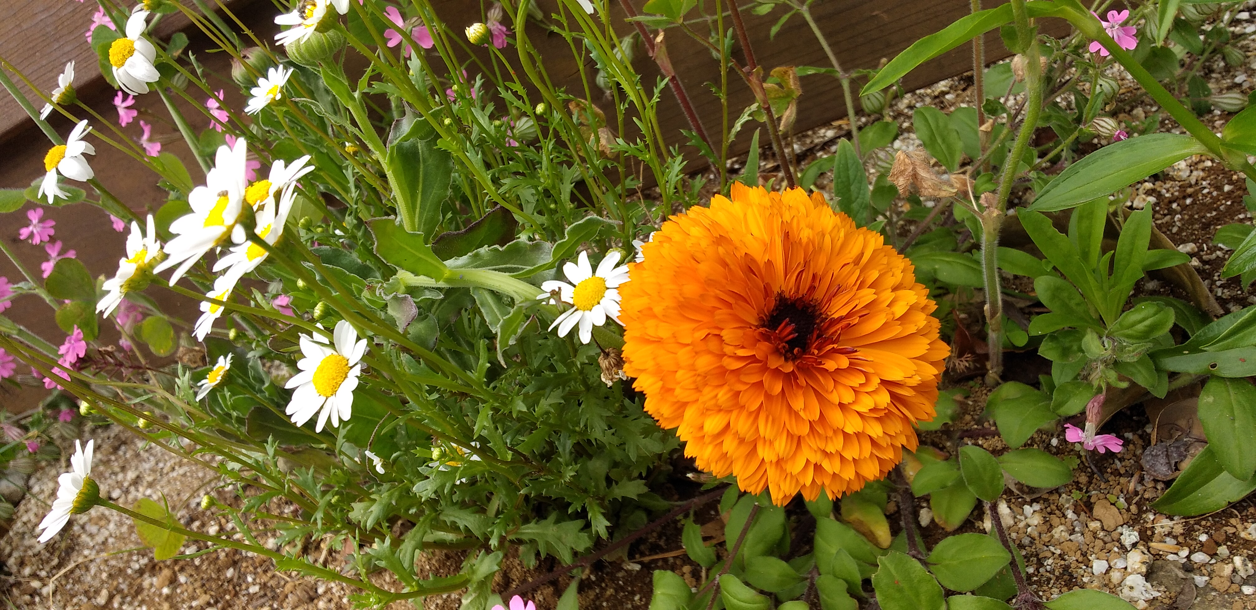 https://www.smile0136.com/blog_results/%E5%9D%82%E9%81%93%E3%81%8A%E8%8A%B1.jpg