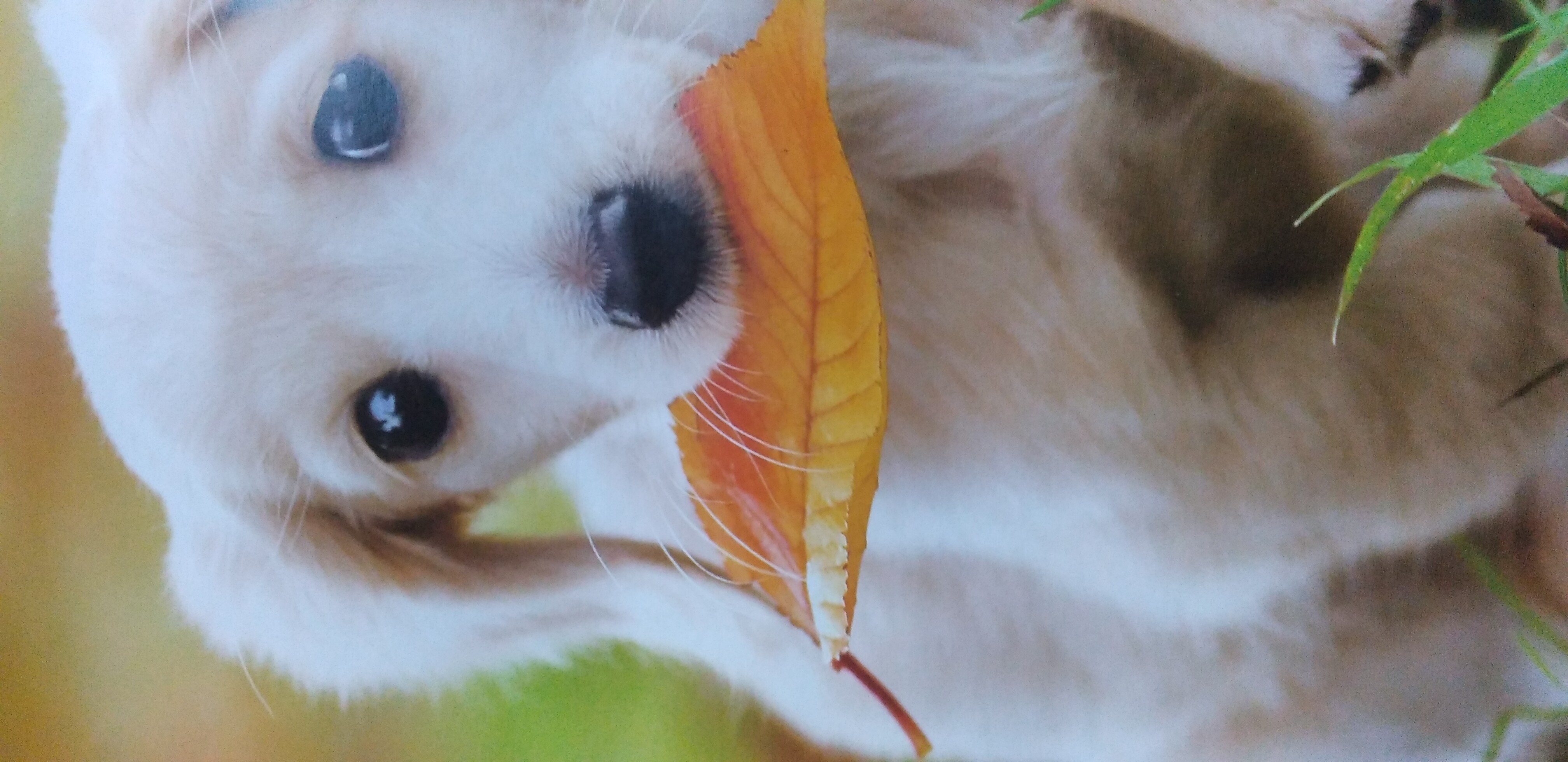 https://www.smile0136.com/blog_results/%E7%8A%AC%E3%82%AB%E3%83%AC%E3%83%B3%E3%83%80%E3%83%BC%E8%91%89.jpg