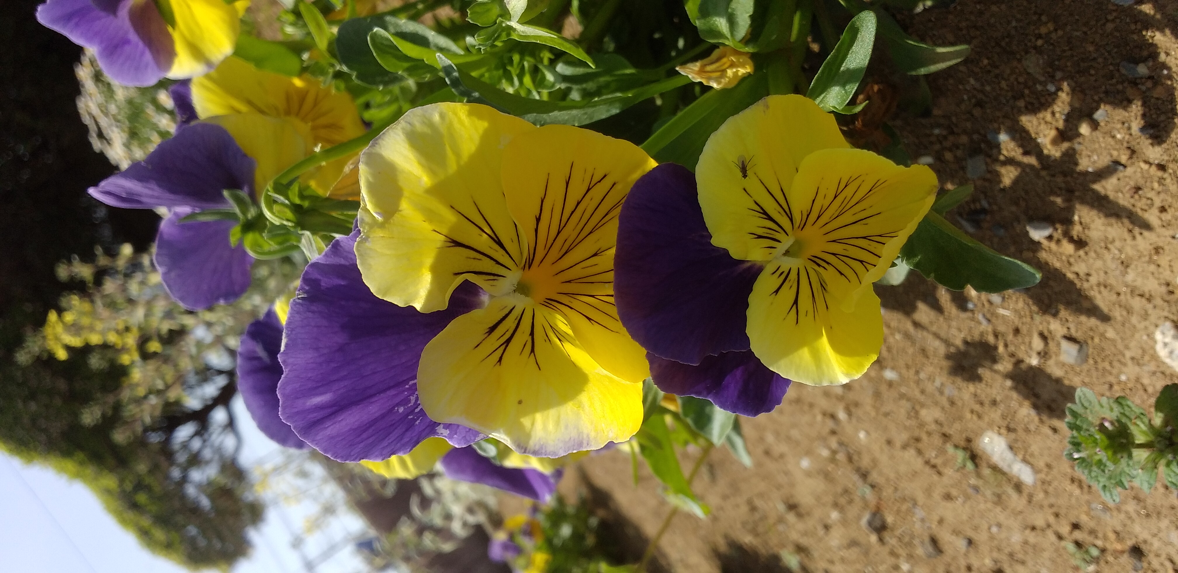 https://www.smile0136.com/blog_results/%E9%BB%84%E8%89%B2%E3%81%A8%E7%B4%AB%E3%81%A8%E3%81%BF%E3%81%A9%E3%82%8A.jpg
