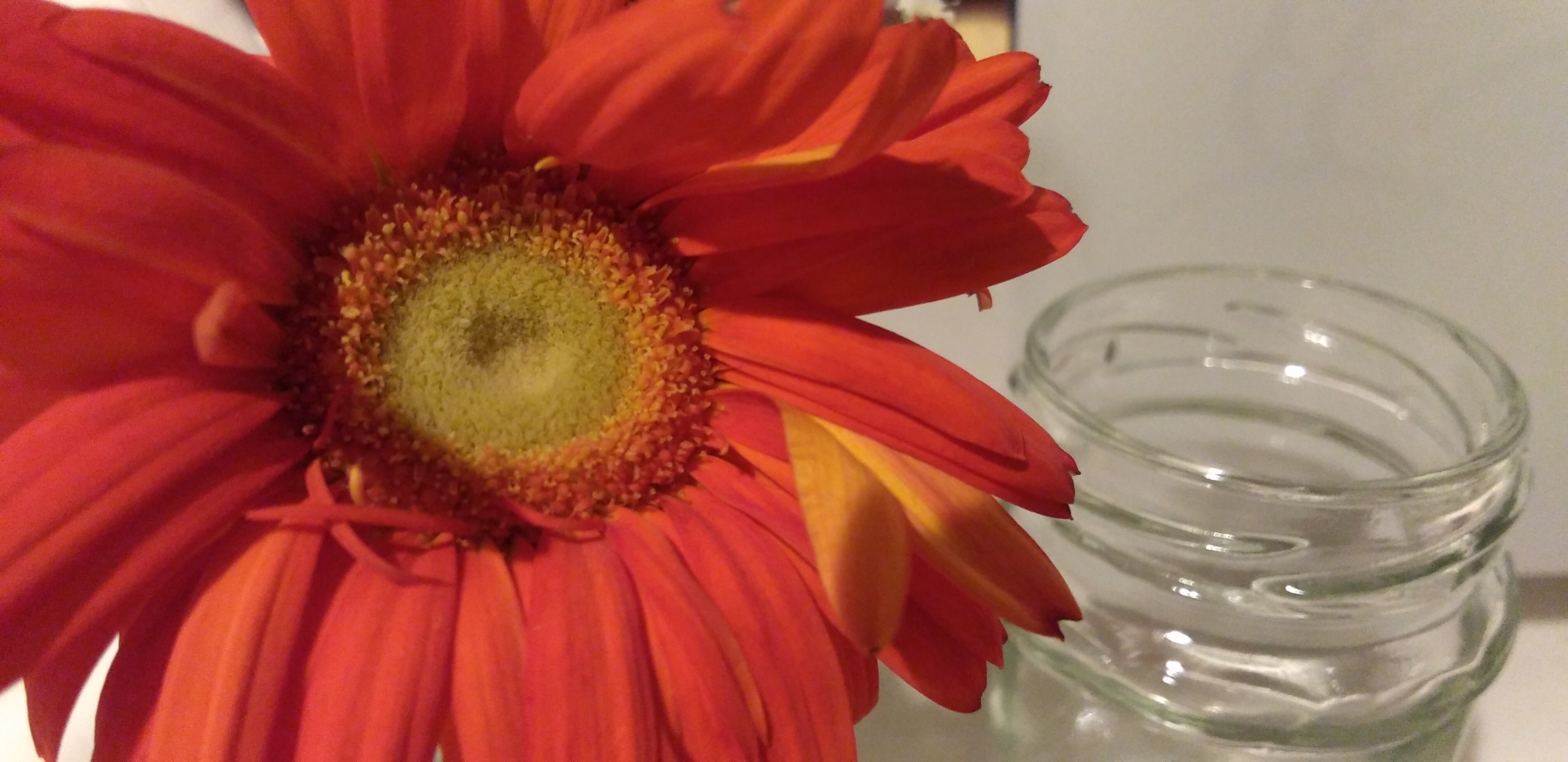 https://www.smile0136.com/blog_results/20260214%E3%82%AC%E3%83%BC%E3%83%99%E3%83%A9.jpg