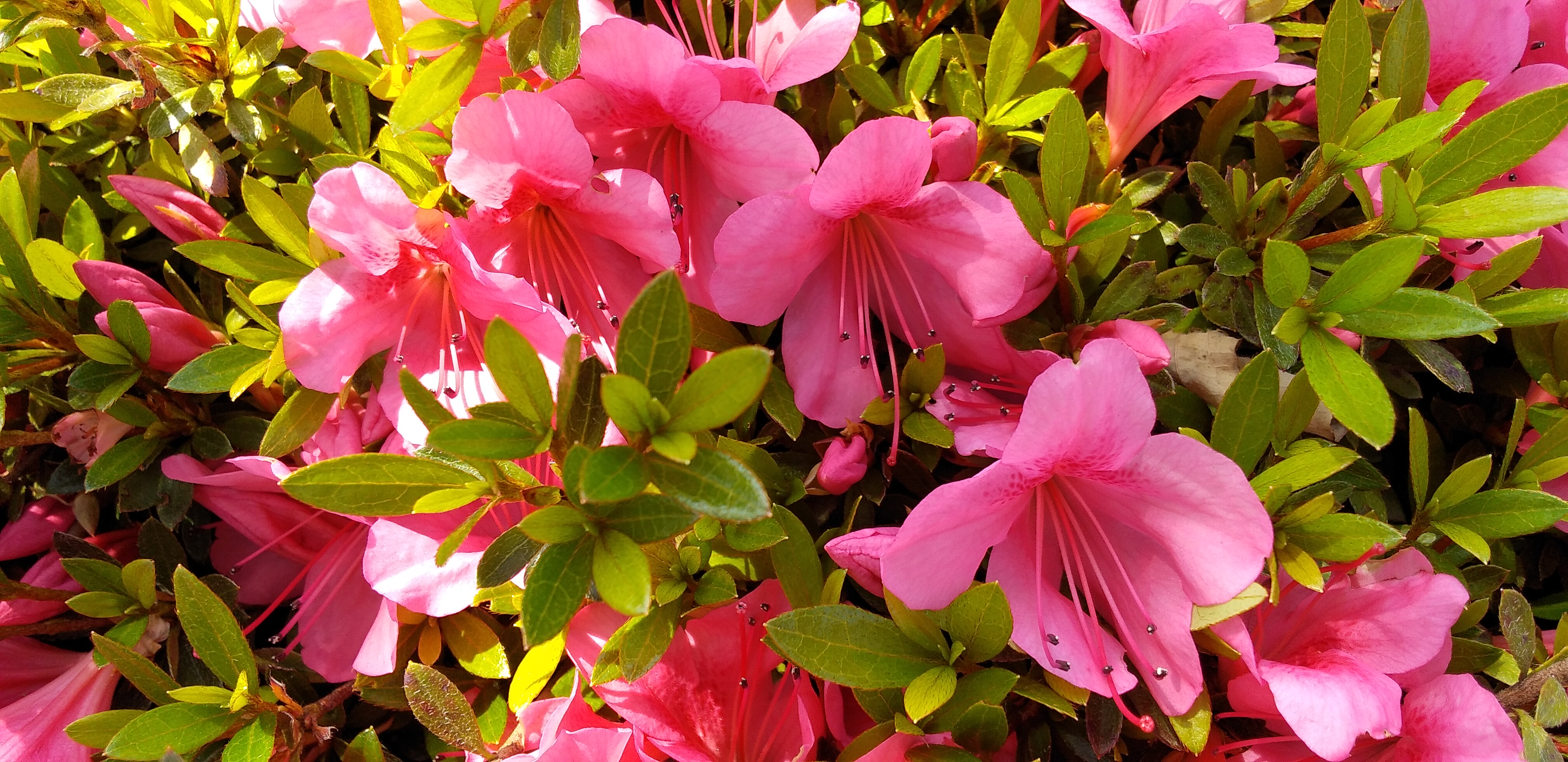 https://www.smile0136.com/blog_results/20260518%E4%BA%94%E6%9C%88.jpg