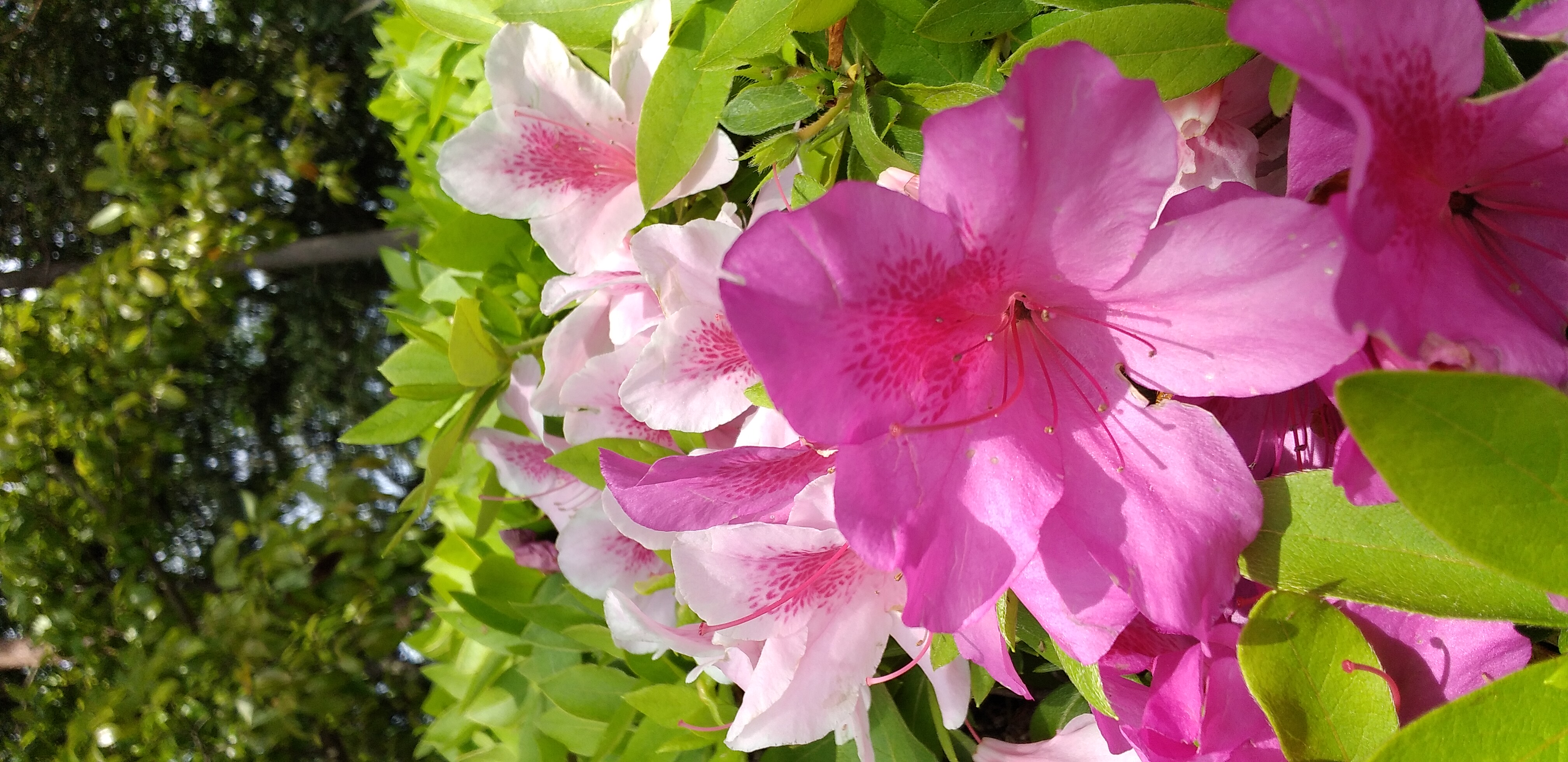 https://www.smile0136.com/blog_results/20260622%E5%8D%83%E4%B8%87.jpg