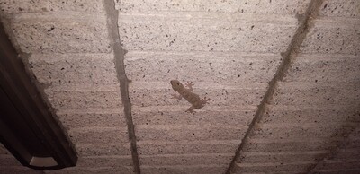 https://www.smile0136.com/blog_results/assets_c/2021/05/ヤモリ-thumb-400x194-26378.jpg