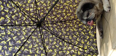 傘ベロ.jpg