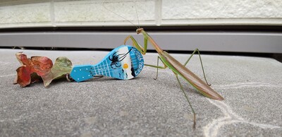 カマキリギター.jpg