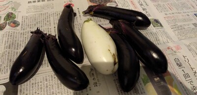 白７茄子.jpg