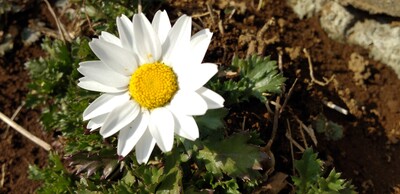 お花.jpg