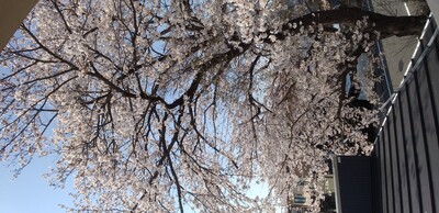 3年桜.jpg