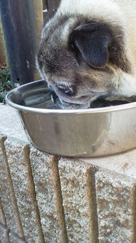 飲む.JPG