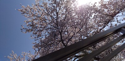 桜3.jpg