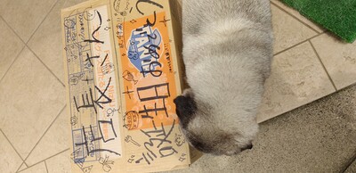 ふぁんた.jpg