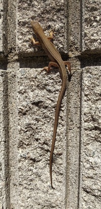 ヘビトカゲ.jpg