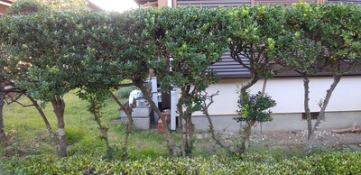 桜が丘垣根.jpg