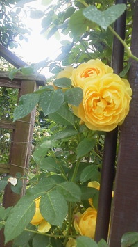 黄色薔薇庭園.JPG