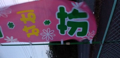 見返り美人花.jpg