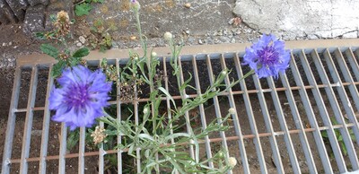 側溝ムラサキ青花.jpg
