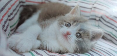 アリスカレンダー78月猫.jpg