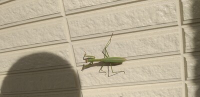影半径カマキリ.jpg