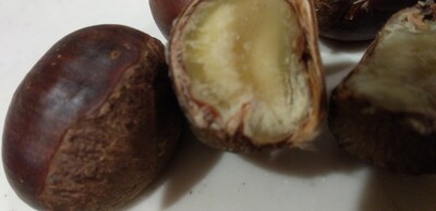 栗むかしは虫いた.jpg