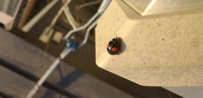 てんとう虫4番.jpg