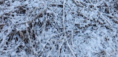 前の土地雪ゆき.jpg
