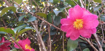 成人晴れ花.jpg