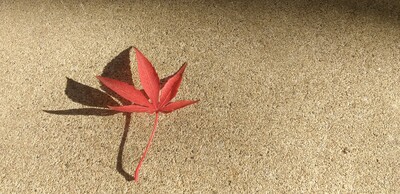 紅葉いちまい.jpg