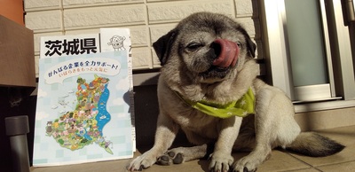 茨城県大ちゃん地図.jpg