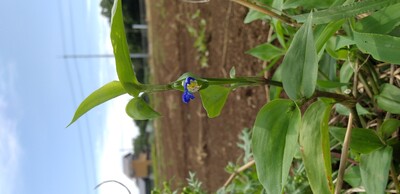 ツユクサ菜の花近く.jpg