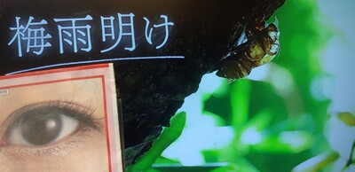 梅雨明け目梅.jpg