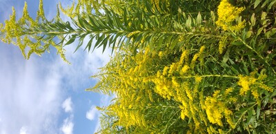 背が高い草草.jpg