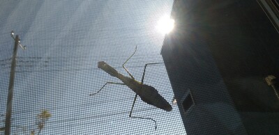 カマキリアミド網戸.jpg
