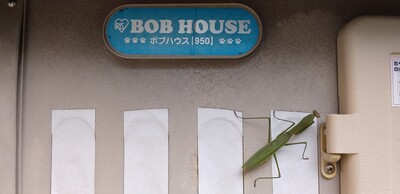 ボブハウスカマキリ.jpg