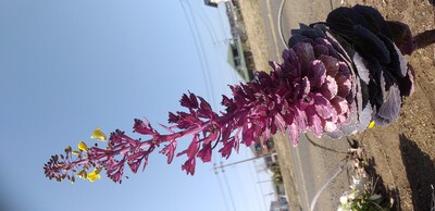 はぼたんにばん.jpg