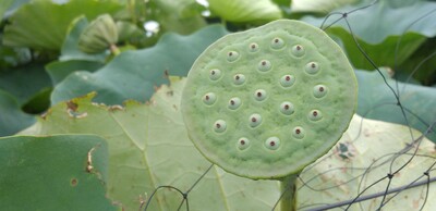 ハスの花托.jpg