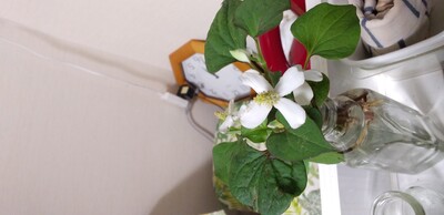 秋の秋分の日.jpg