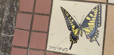 アゲハチョウ蝶.jpg