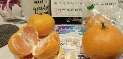 20251125みかん夢.jpg