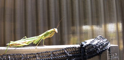 20251204カマキリ写真.jpg