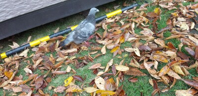 20251210ハトと鳩.jpg