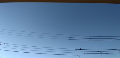 20260208ハト1羽.jpg