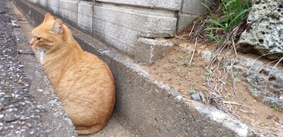 20260222目目ちゃん側溝.jpg