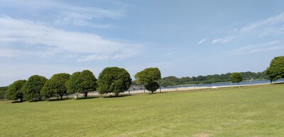 20260528木々.jpg