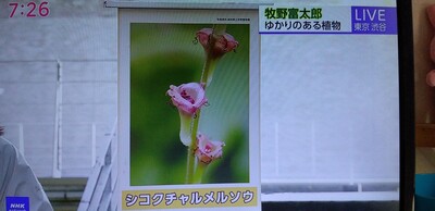 20260603爛漫.jpg