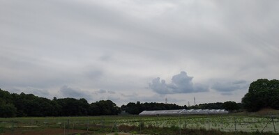 20260606ハス.jpg